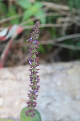 Coleus monostachyus image