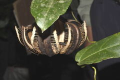 Aristolochia ovalifolia