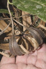 Aristolochia ovalifolia