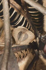 Aristolochia ovalifolia