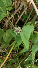 Passiflora sexflora