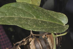 Aristolochia ovalifolia