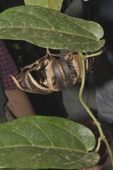 Aristolochia ovalifolia