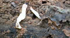 Sarcoscypha occidentalis