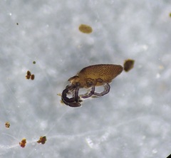 Trombellidae