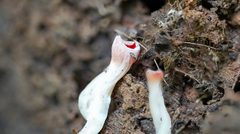 Sarcoscypha occidentalis