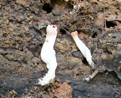 Sarcoscypha occidentalis