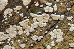 Xylobolus frustulatus