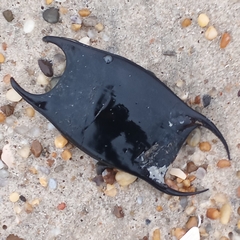 Rostroraja eglanteria