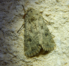 Anarta sodae