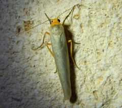 Eilema