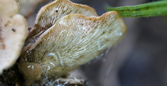 Lentinellus
