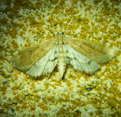 Parapoynx stratiotata