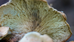 Lentinellus