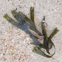 Fucus vesiculosus
