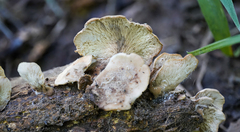 Lentinellus