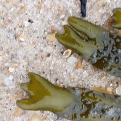 Fucus vesiculosus