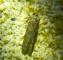 Phycitini
