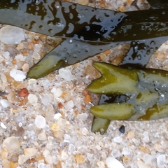 Fucus vesiculosus