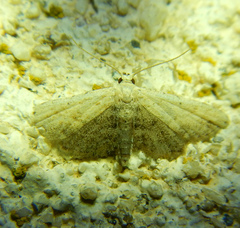Araeopteron ecphaea