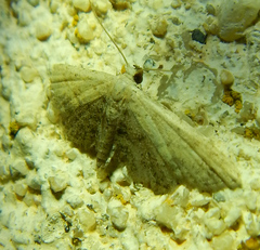 Araeopteron ecphaea