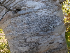 Caliciaceae