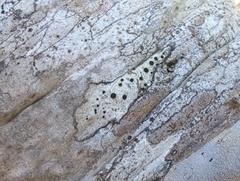 Caliciaceae