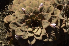 Rosulatae