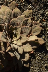 Rosulatae