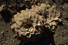 Rosulatae