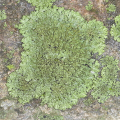Phaeophyscia adiastola