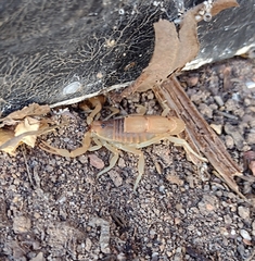 Parabuthus planicauda