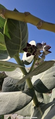 Calotropis procera image