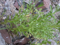 Veronica undulata
