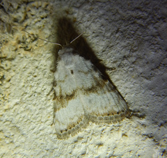 Meganola albula