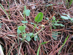 Aristolochia pallida