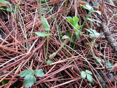 Aristolochia pallida