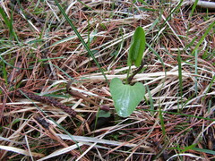 Aristolochia pallida