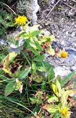 Pentanema britannica