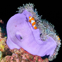 Amphiprion ocellaris