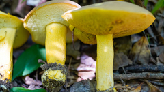 Boletus auripes