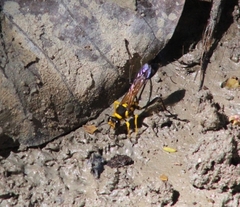 Sceliphron fistularium