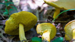 Boletus auripes
