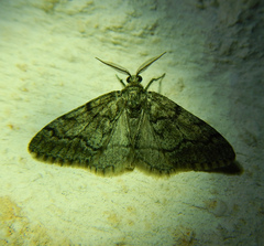 Tephronia sepiaria