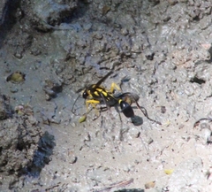 Sceliphron fistularium