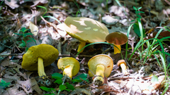 Boletus auripes