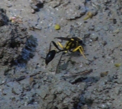 Sceliphron fistularium