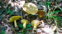 Boletus auripes