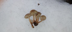 Mycena semivestipes