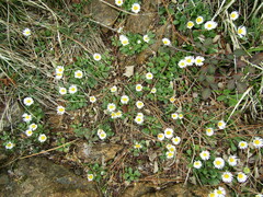Bellis perennis